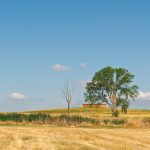 A tranquil summer landscape in La Unión de Campos, Castilla y León, featuring trees and golden fields under a clear blue sky.