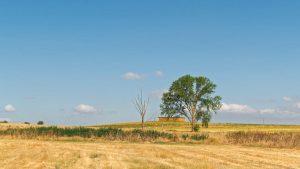 A tranquil summer landscape in La Unión de Campos, Castilla y León, featuring trees and golden fields under a clear blue sky.