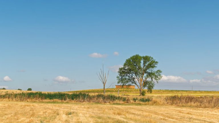 A tranquil summer landscape in La Unión de Campos, Castilla y León, featuring trees and golden fields under a clear blue sky.